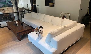  Honda sofa by Calia Maddalena